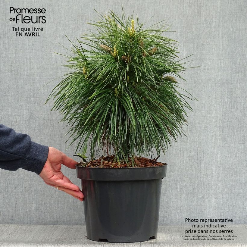 Amostra de Pinus schwerinii Wiethorst Vaso de 7,5 L/10 L tal como entregue na primavera