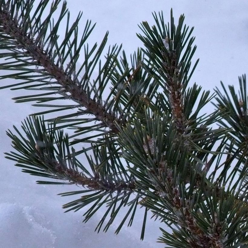Pinus thunbergii Kotobuki (Folhagem)
