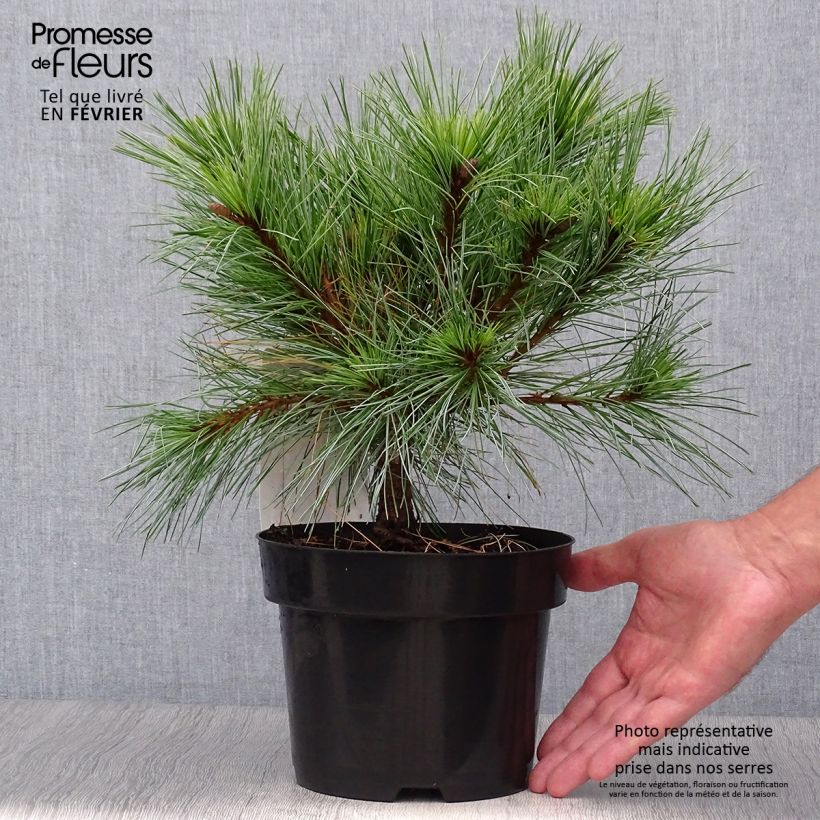 Amostra de Pinus strobus Blue Shag Vaso de 2 L/3 L tal como entregue no outono
