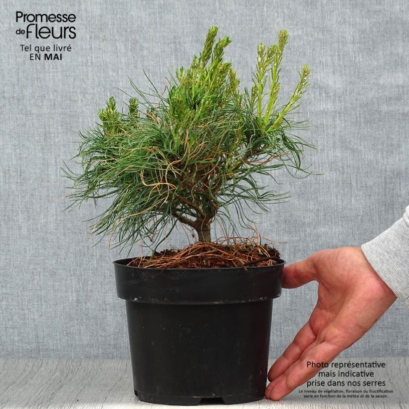 Amostra de Pinus strobus Tiny Kurls Vaso de 2 L/3 L tal como entregue na primavera