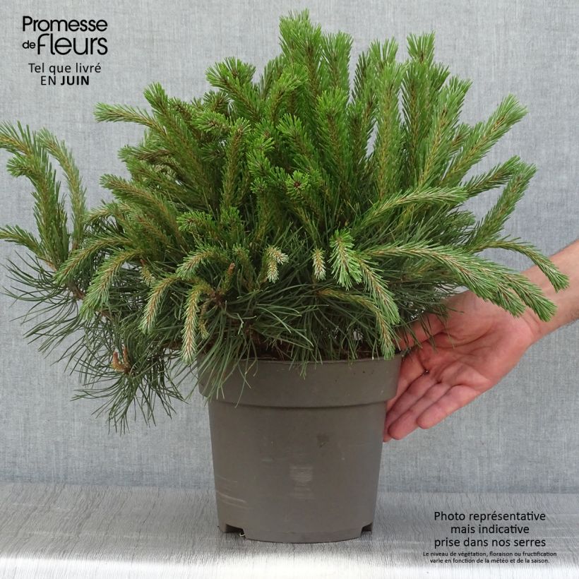 Amostra de Pinus uncinata - Pinheiro-negro Peça tal como entregue no verão
