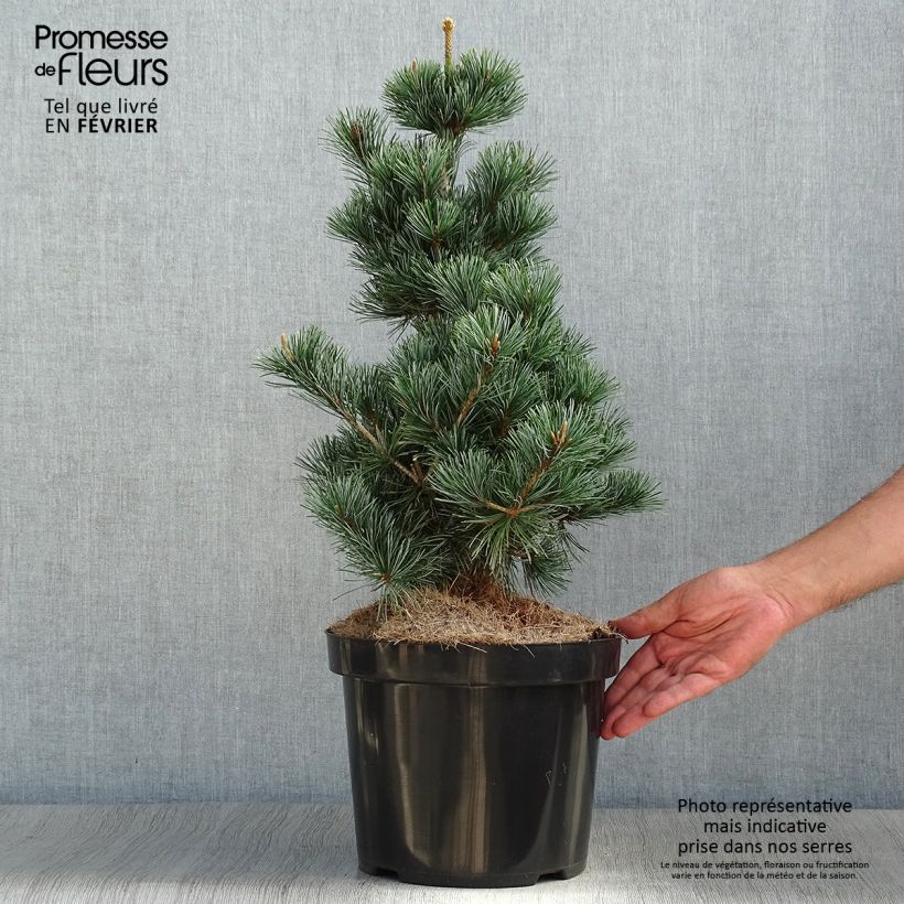Amostra de Pinus parviflora Tempelhof Vaso de 7,5 L/10 L tal como entregue no outono
