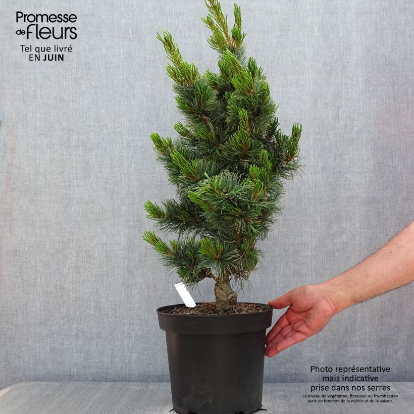 Amostra de Pin blanc du Japon - Pinus parviflora Bergman                       Vaso de 7,5 L/10 L tal como entregue na primavera