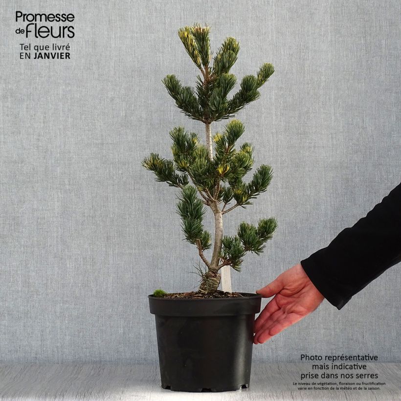 Amostra de Pin blanc du Japon - Pinus parviflora Fukai  Vaso de 4 L/5 L tal como entregue no inverno