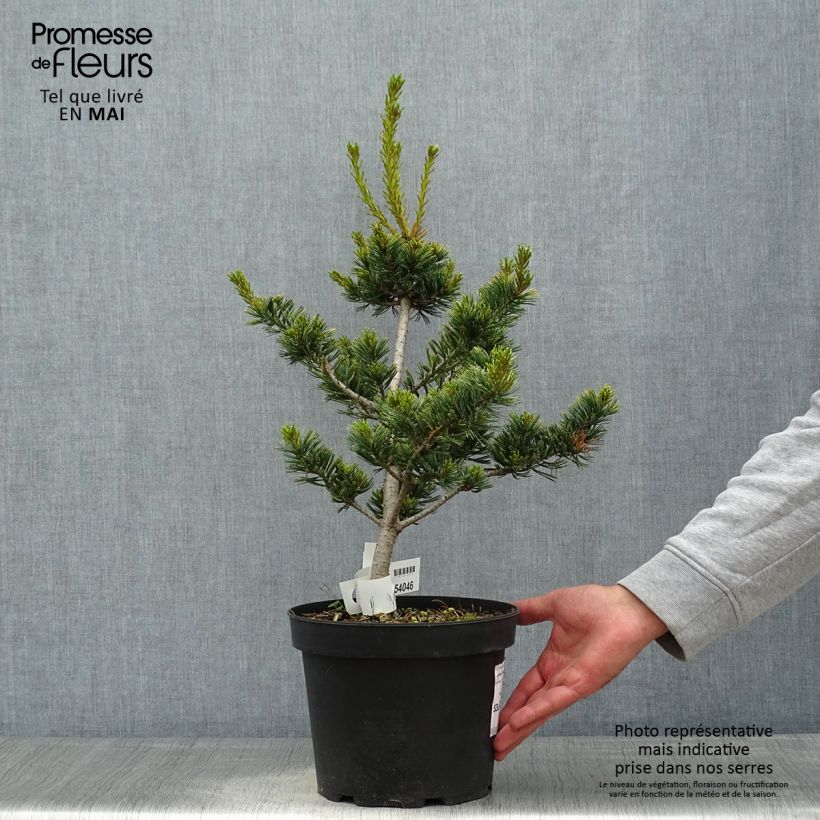 Amostra de Pinus parviflora Fukai Vaso de 4 L/5 L tal como entregue na primavera