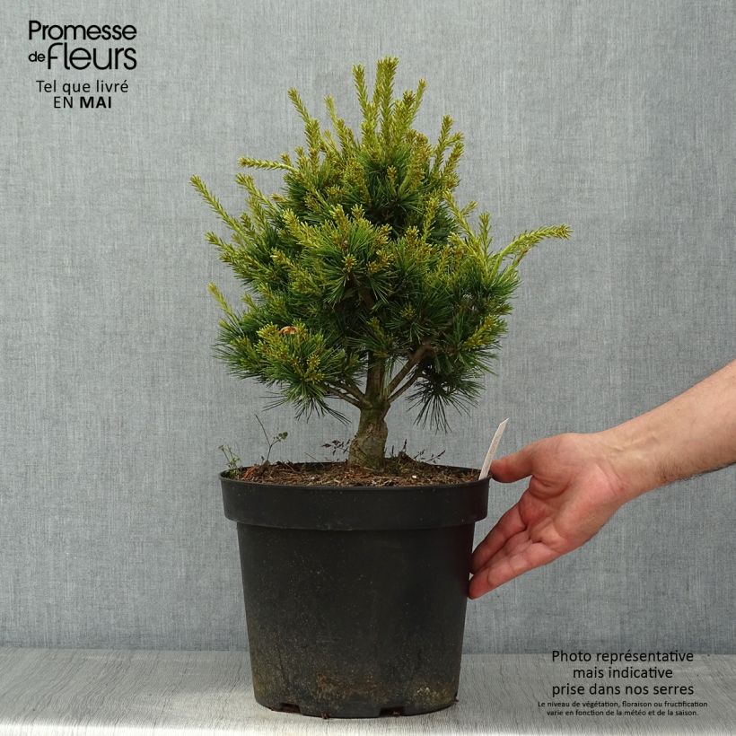 Amostra de Pinus parviflora Kokuho Vaso de 7,5 L/10 L tal como entregue na primavera