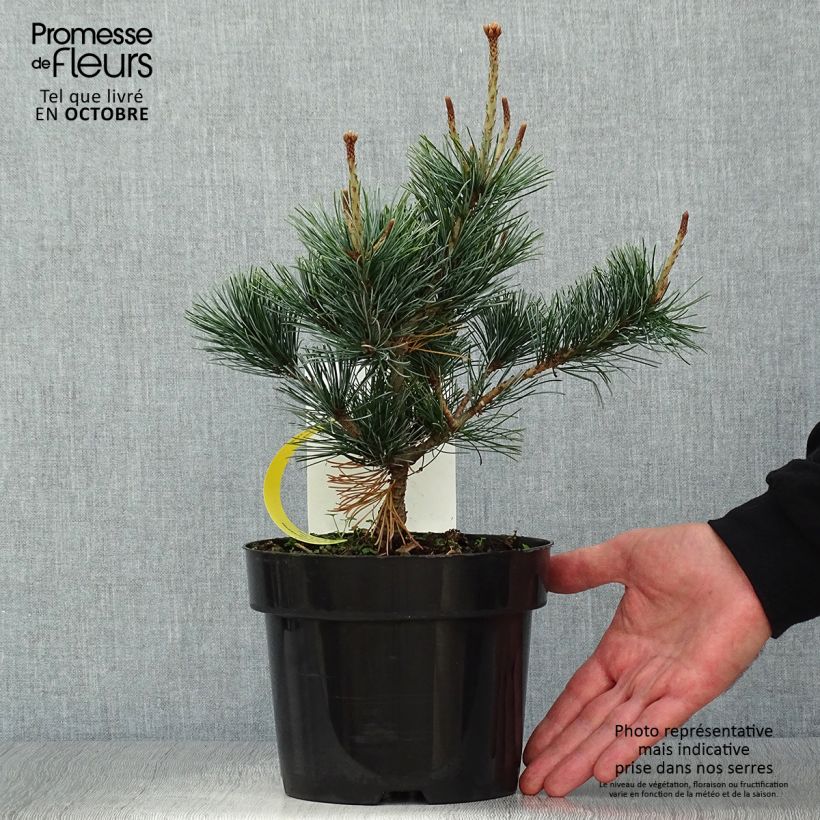 Amostra de Pinus parviflora Negishi Vaso de 2 L/3 L tal como entregue no outono