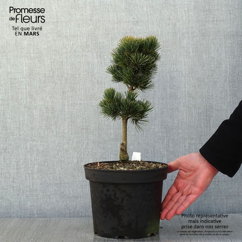 Amostra de Pin cembro nain - Pinus cembra Compacta Glauca                   Vaso de 4 L/5 L tal como entregue no inverno