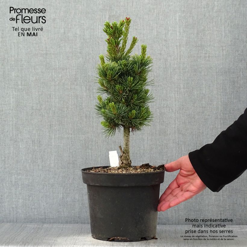 Amostra de Pinus cembra Compacta Glauca Vaso de 4 L/5 L tal como entregue na primavera
