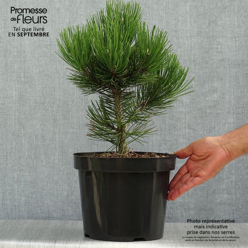 Amostra de Pinus heldreichii Malinkii Vaso de 7,5 L/10 L tal como entregue no outono