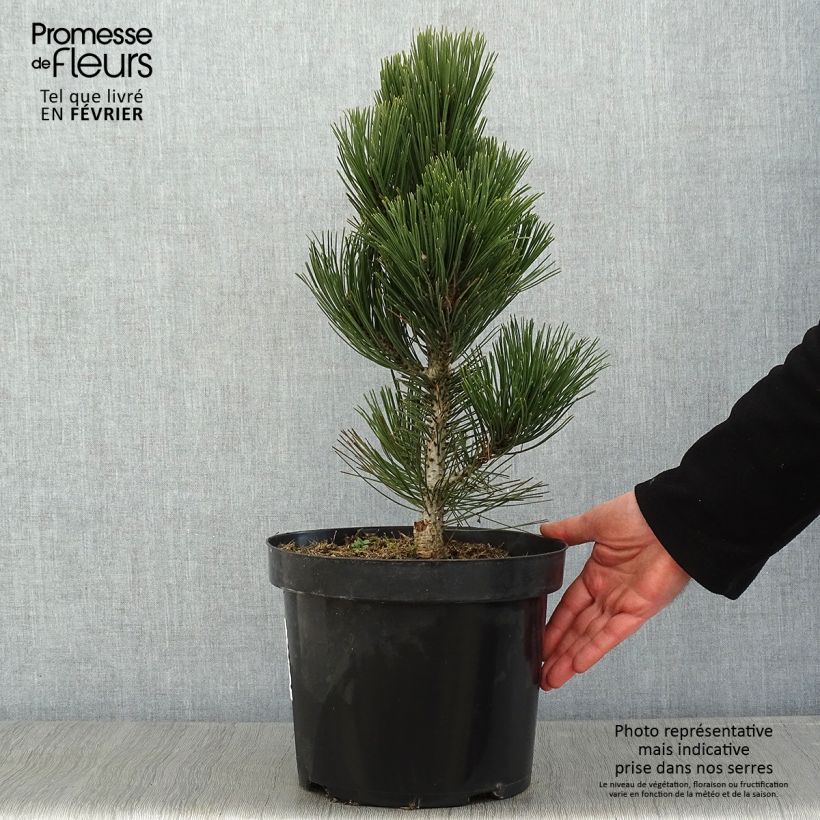 Amostra de Pinus heldreichii Malinkii Vaso de 7,5 L/10 L tal como entregue no inverno