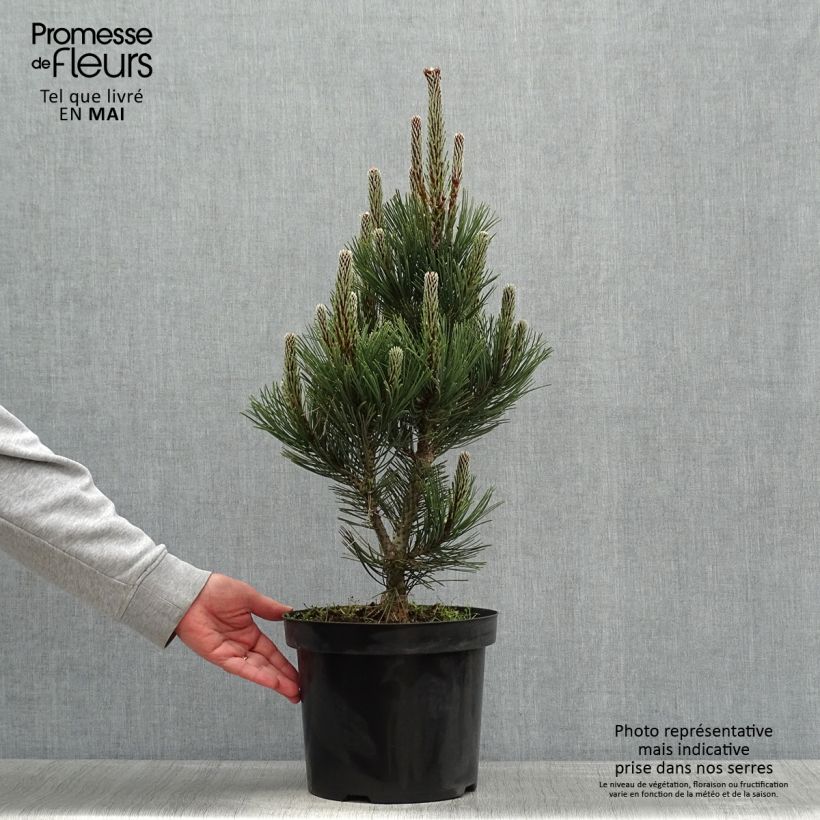 Amostra de Pinus heldreichii Malinkii Vaso de 7,5 L/10 L tal como entregue na primavera
