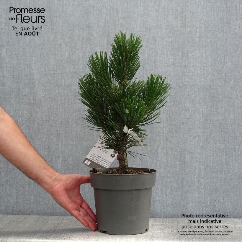 Amostra de Pinus heldreichii Little Dracula Vaso de 4 L/5 L tal como entregue no verão