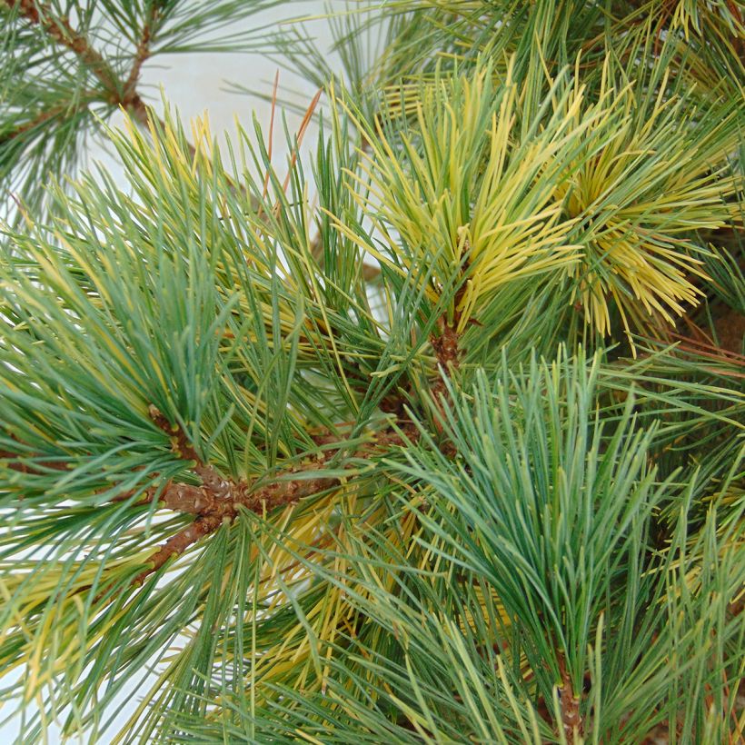 Pinus peuce Aureovariegata (Folhagem)