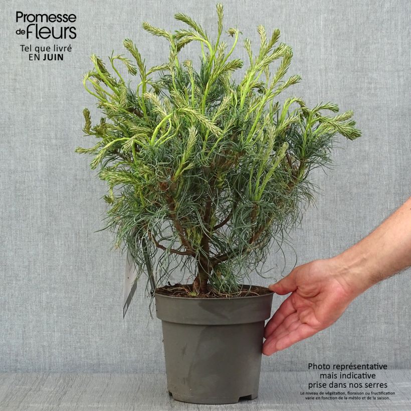 Amostra de Pinus strobus Green Twist Vaso de 2 L/3 L tal como entregue no verão