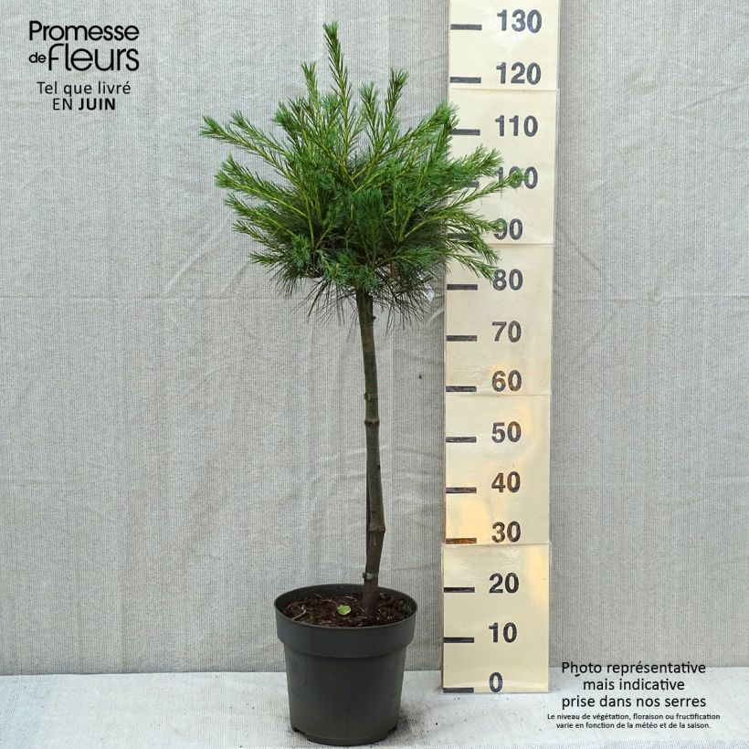 Amostra de Pinus strobus Mary Butler Vaso de 7,5 L/10 L, Haste tal como entregue no verão