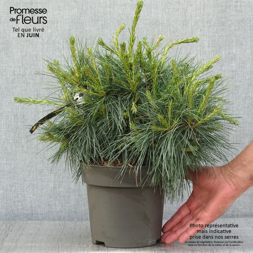 Amostra de Pinus strobus Niagara Falls Vaso de 3 L/4 L tal como entregue no verão