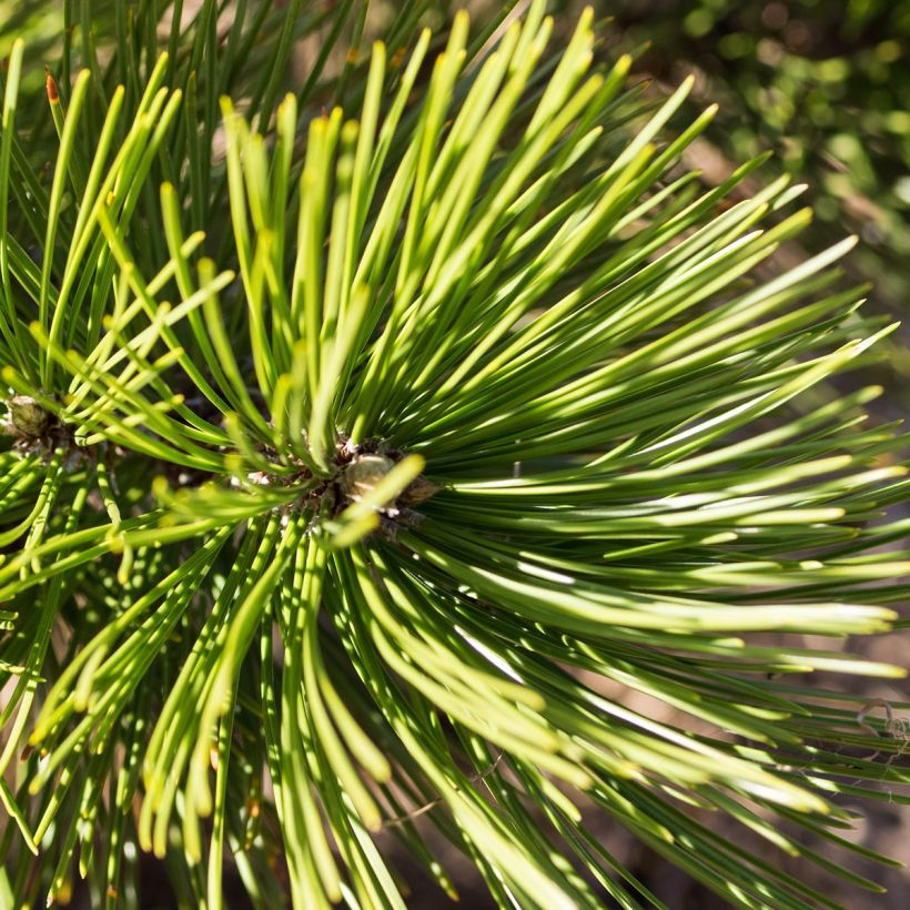 Pinus heldreichii Compact Gem (Folhagem)