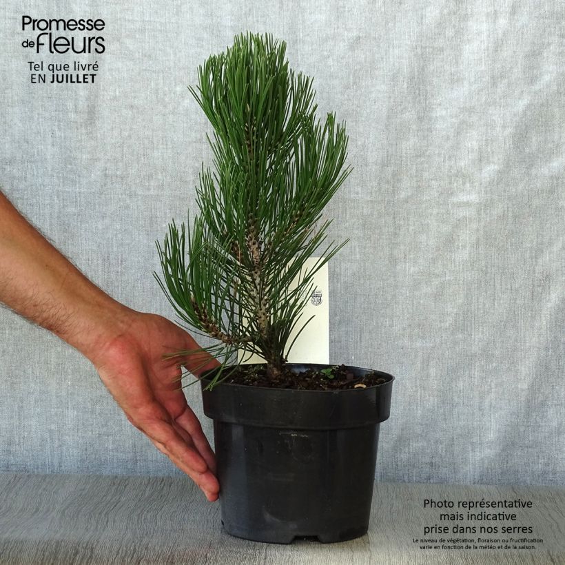 Amostra de Pinus heldreichii Compact Gem Vaso de 2 L/3 L tal como entregue no verão