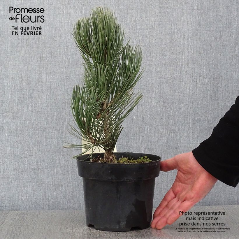 Amostra de Pin de bosnie - Pinus heldreichii (leucodermis) Compact Gem Vaso de 2 L/3 L tal como entregue no inverno