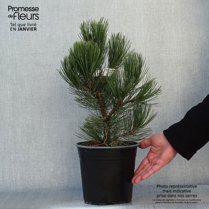 Amostra de Pin de bosnie - Pinus heldreichii (leucodermis) Compact Gem Vaso de 4 L/5 L tal como entregue no inverno