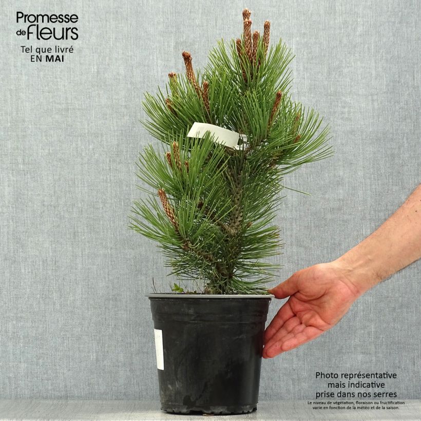 Amostra de Pinus heldreichii Compact Gem Vaso de 4 L/5 L tal como entregue na primavera