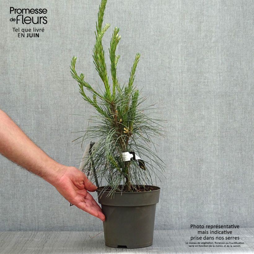 Amostra de Pinus wallichiana Densa Hill Vaso de 3 L/4 L tal como entregue no verão