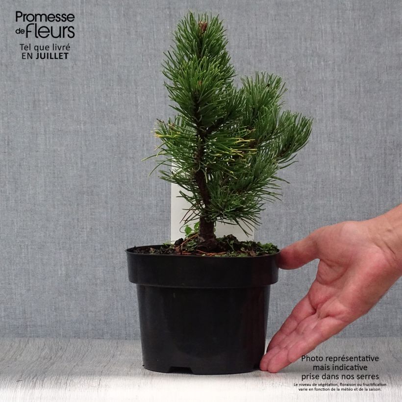 Amostra de Pinus mugo Carsten's Wintergold Vaso de 2 L/3 L tal como entregue no verão