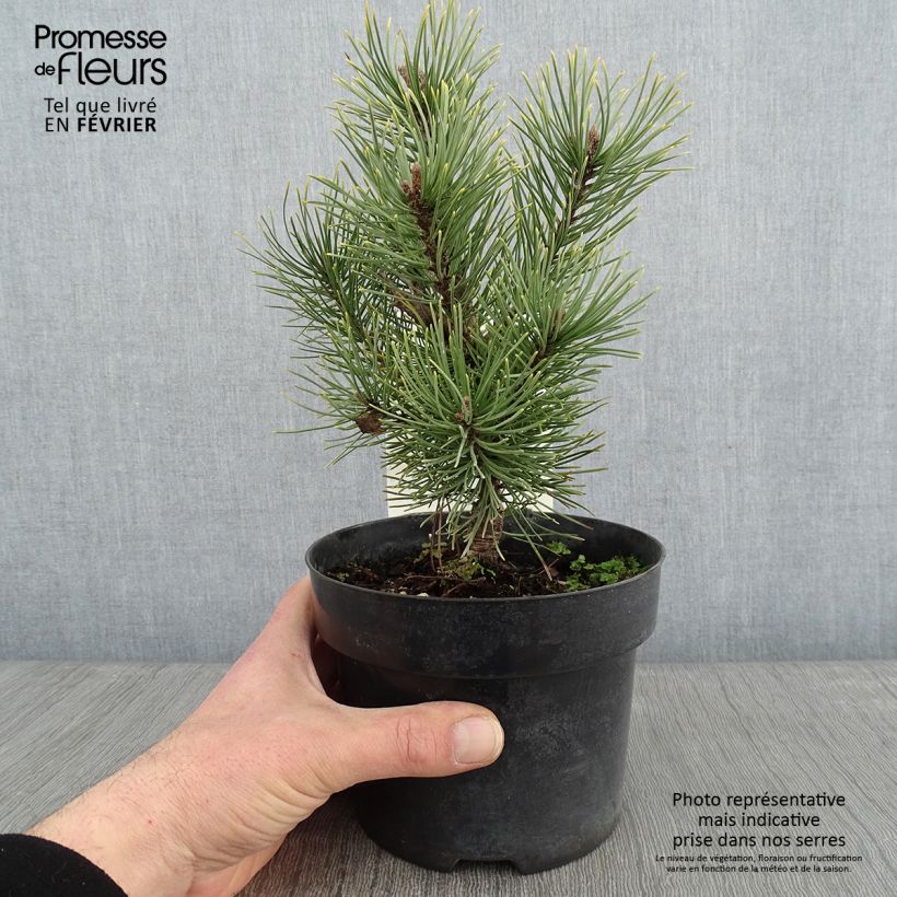 Amostra de Pinus mugo Carsten's Wintergold Vaso de 2 L/3 L tal como entregue no inverno