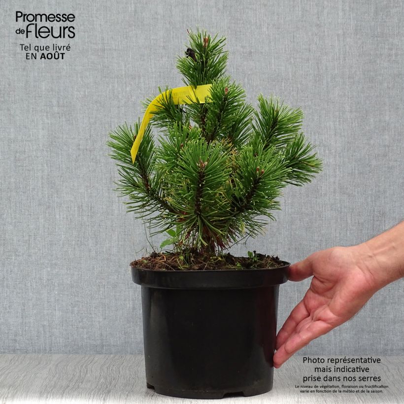 Amostra de Pinus mugo Carsten's Wintergold Vaso de 4 L/5 L tal como entregue no verão