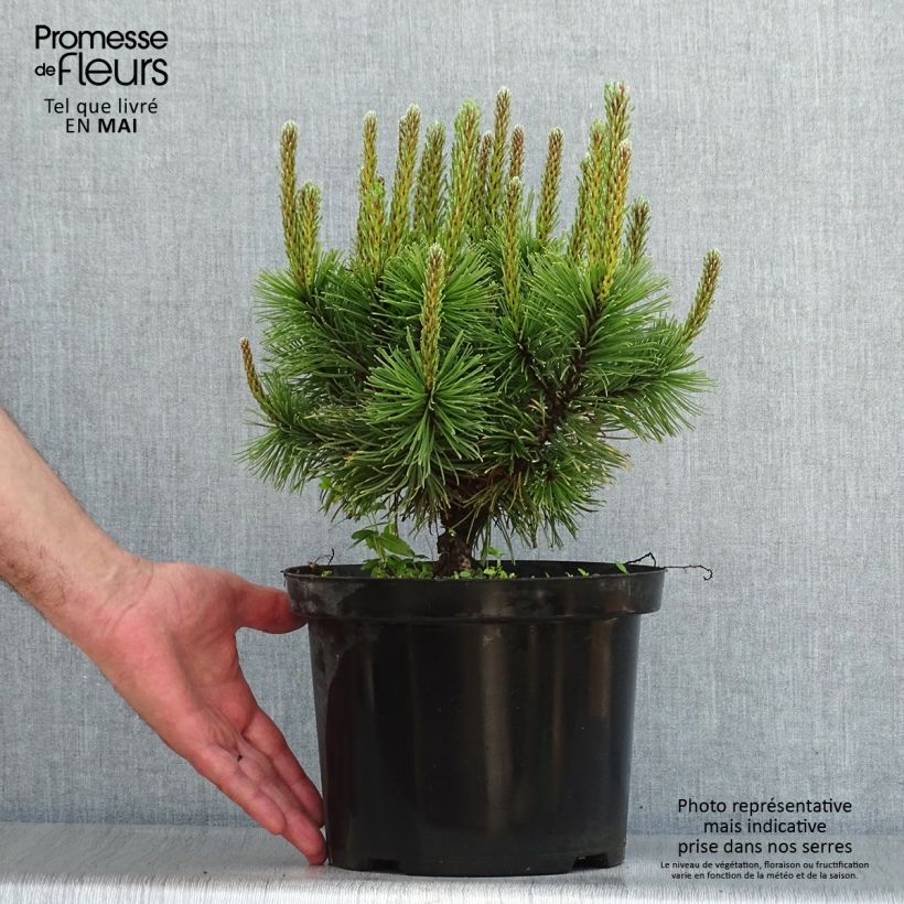 Amostra de Pinus mugo Carsten's Wintergold Vaso de 4 L/5 L tal como entregue na primavera