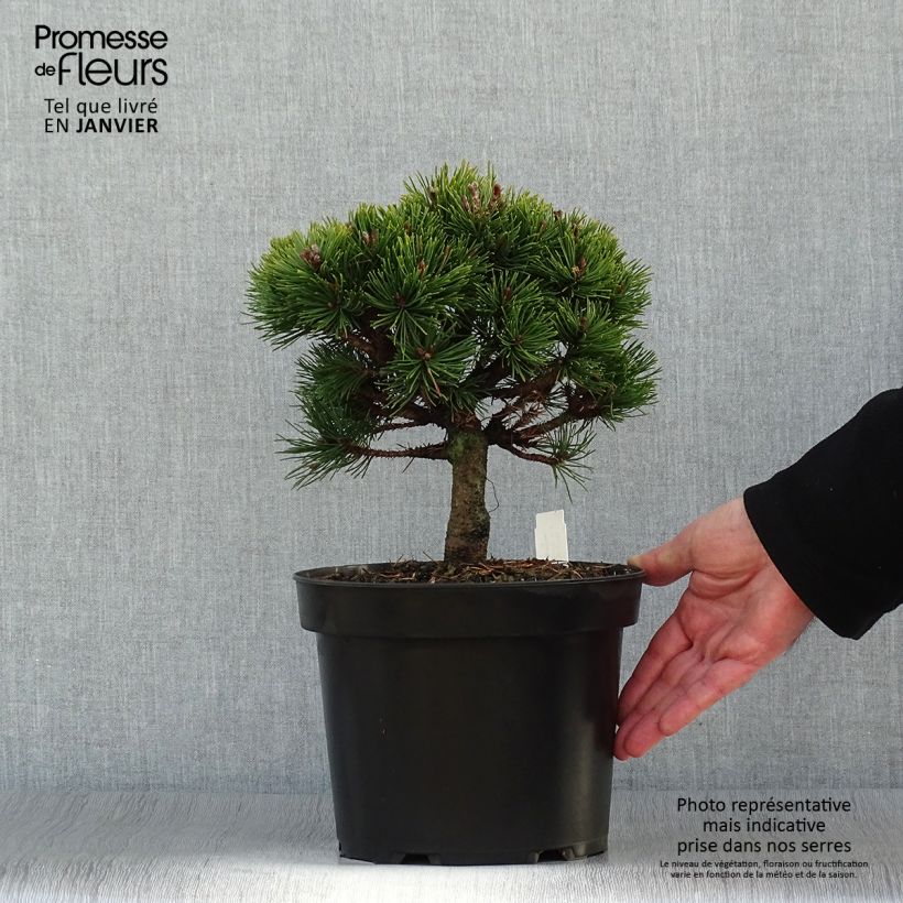 Amostra de Pin de montagne - Pinus mugo Lilliput                        Vaso de 4 L/5 L tal como entregue no inverno