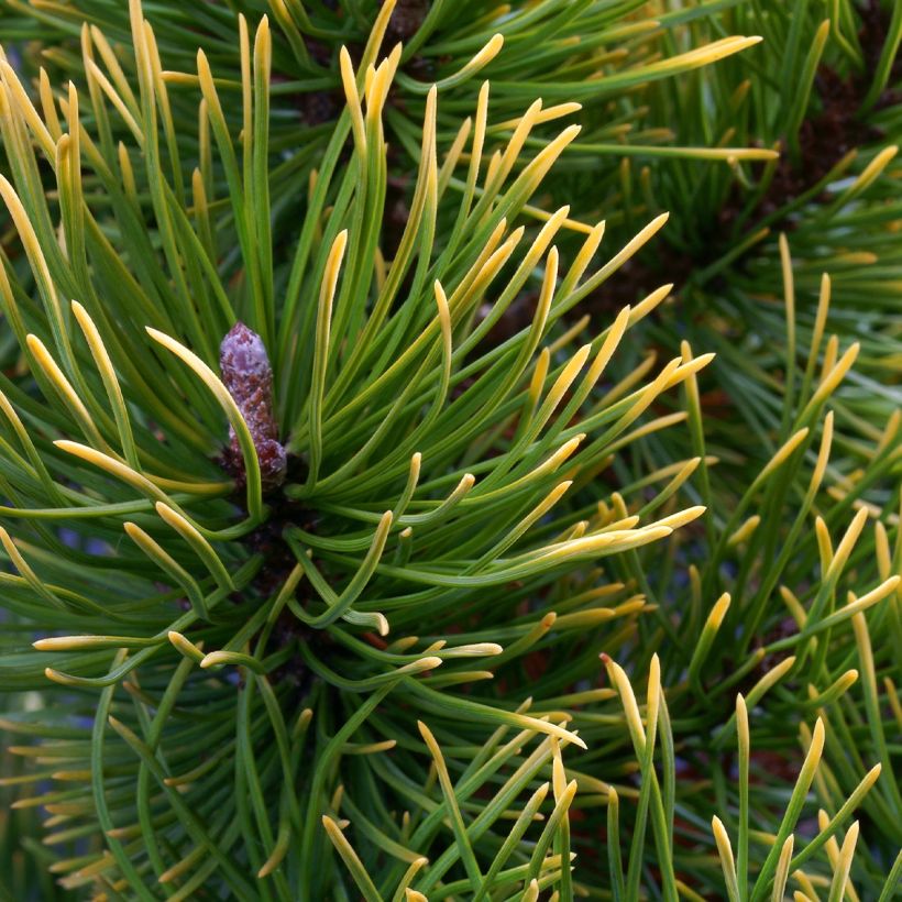 Pinus mugo Mops Gold (Folhagem)
