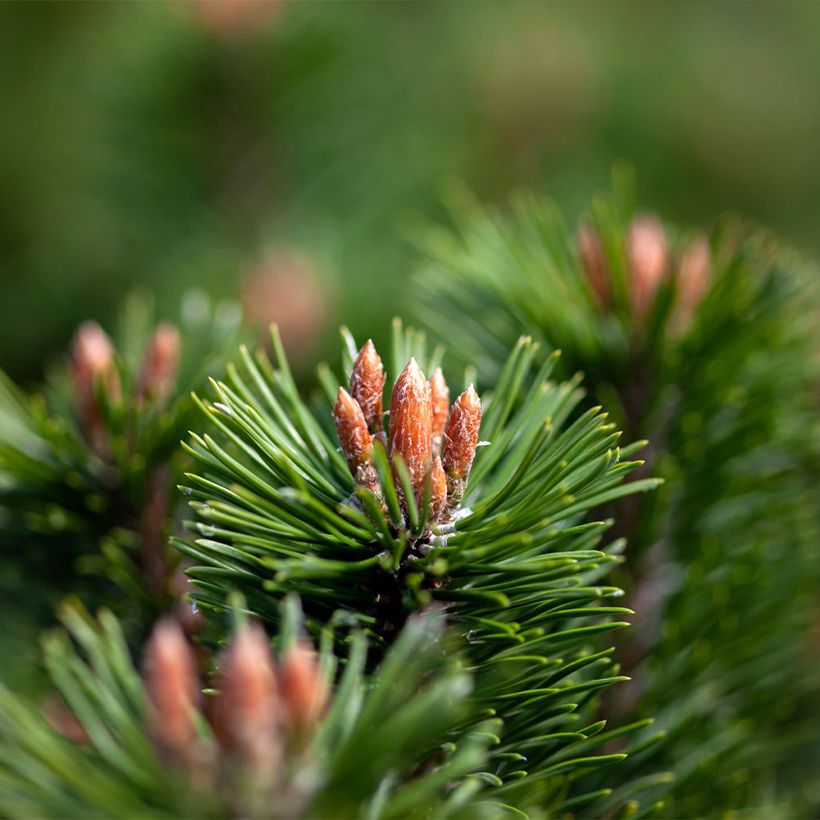 Pinus mugo Mumpitz (Folhagem)