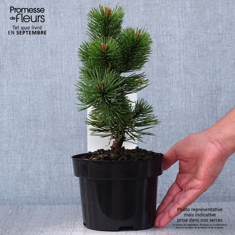 Amostra de Pinus mugo Mumpitz Vaso de 2 L/3 L tal como entregue no outono