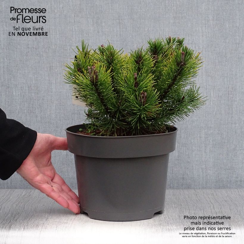 Amostra de Pinus mugo Ophir Vaso de 2 L/3 L tal como entregue no outono