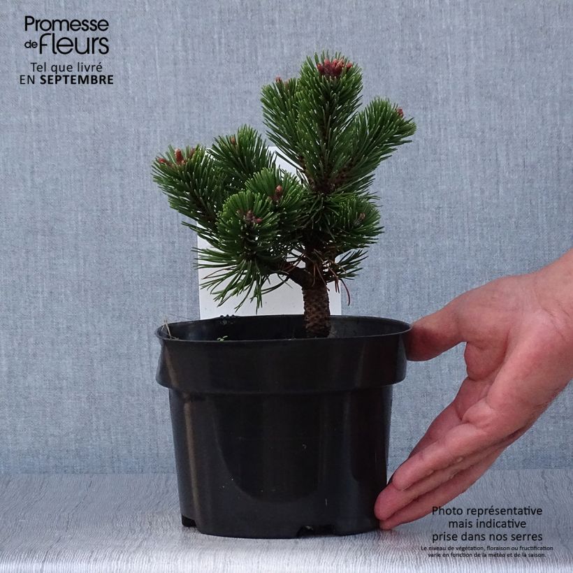 Amostra de Pinus mugo Sherwood Compact Vaso de 2 L/3 L tal como entregue no outono