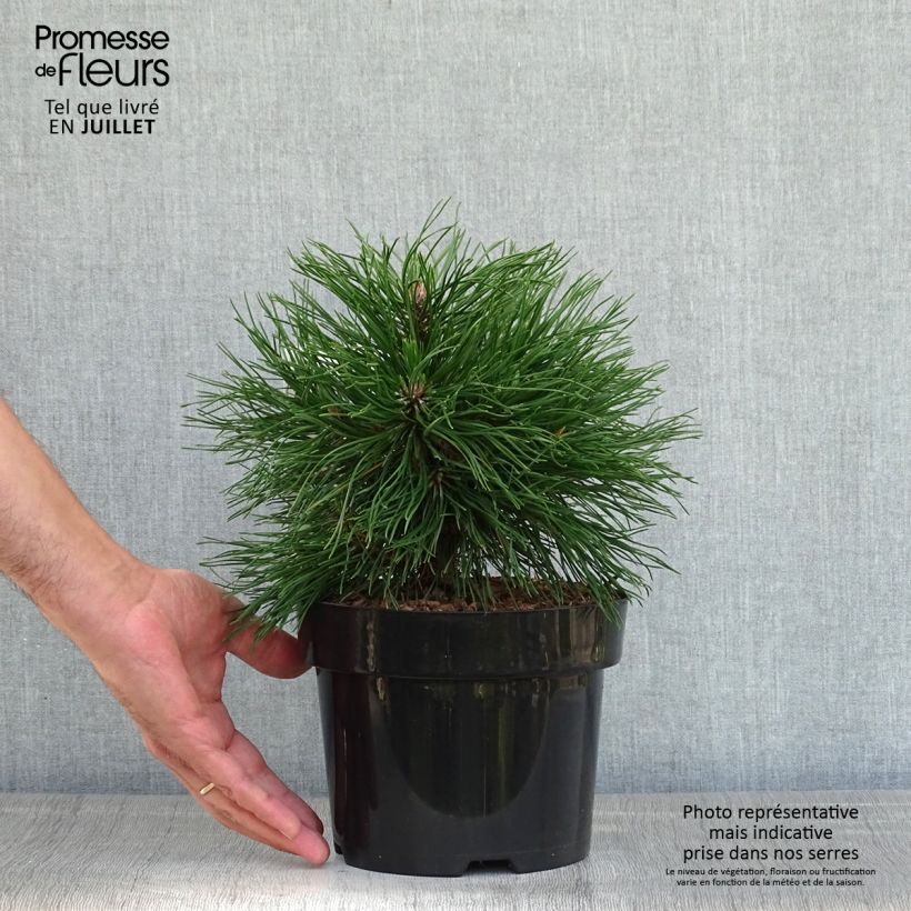 Amostra de Pinus mugo Varella Vaso de 2 L/3 L tal como entregue no verão
