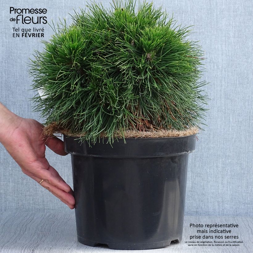 Amostra de Pinus mugo Varella Vaso de 7,5 L/10 L tal como entregue no outono