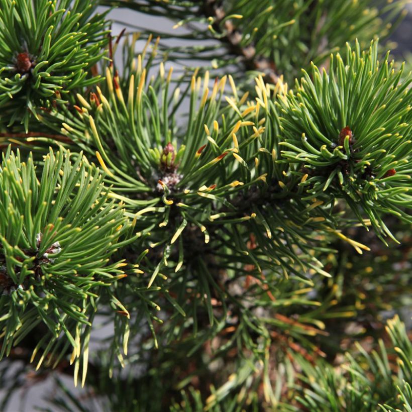 Pinus mugo Carsten's Wintergold (Folhagem)