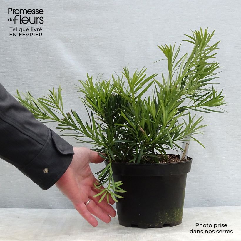 Amostra de Podocarpus macrophyllus Vaso de 2 L/3 L tal como entregue no inverno