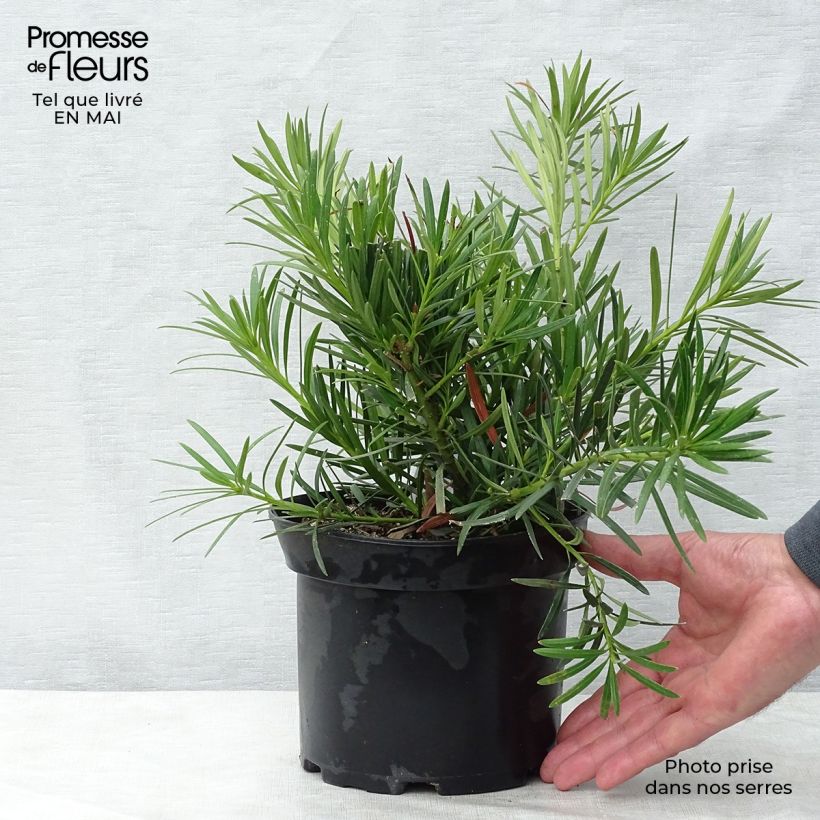 Amostra de Podocarpus macrophyllus Vaso de 2 L/3 L tal como entregue na primavera