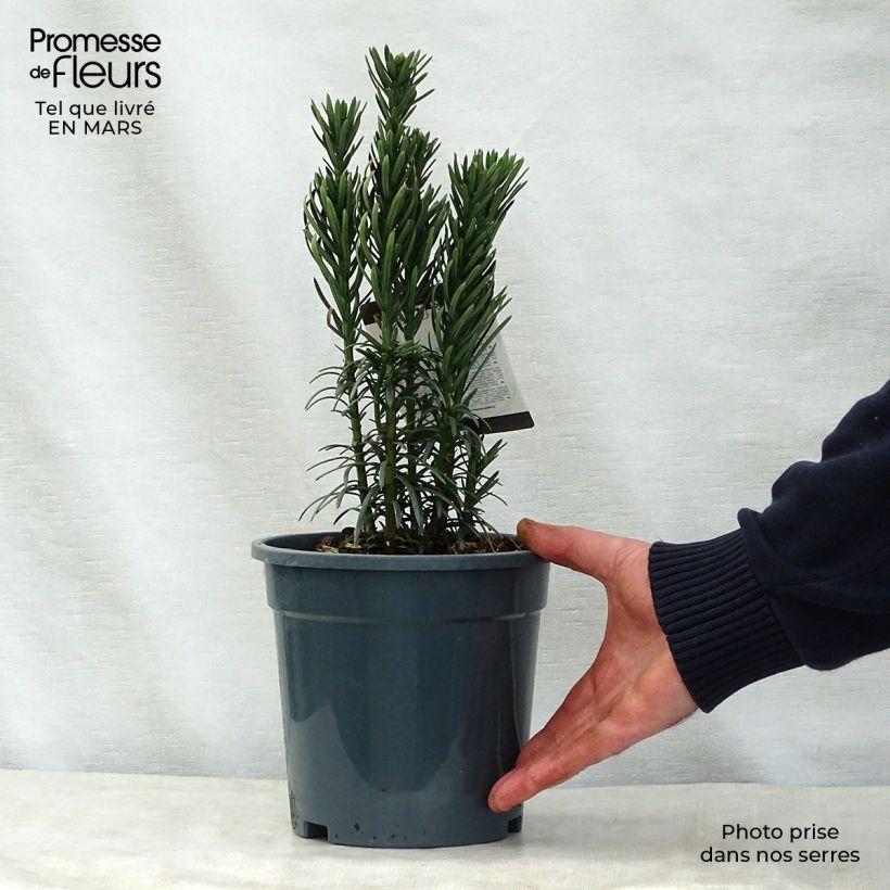 Amostra de Cephalotaxus harringtonia Fastigiata Vaso de 2 L/3 L tal como entregue na primavera