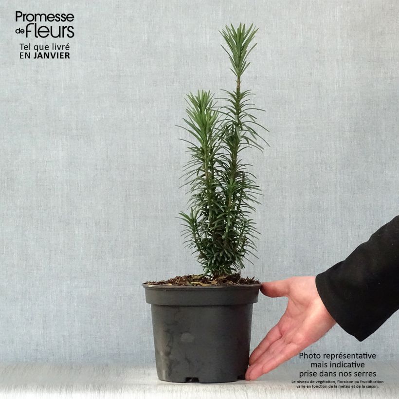 Amostra de Pin japonais à queue de vache - Cephalotaxus harringtonia Fastigiata Vaso de 2 L/3 L tal como entregue no inverno