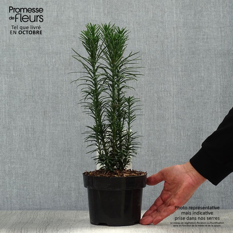 Amostra de Cephalotaxus harringtonia Fastigiata Vaso de 2 L/3 L tal como entregue no outono