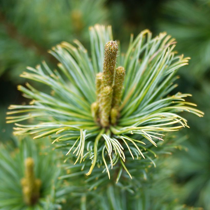 Pinus pumila Glauca (Floração)