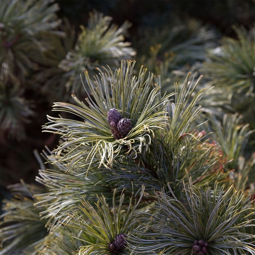 Pinus pumila Glauca (Colheita)