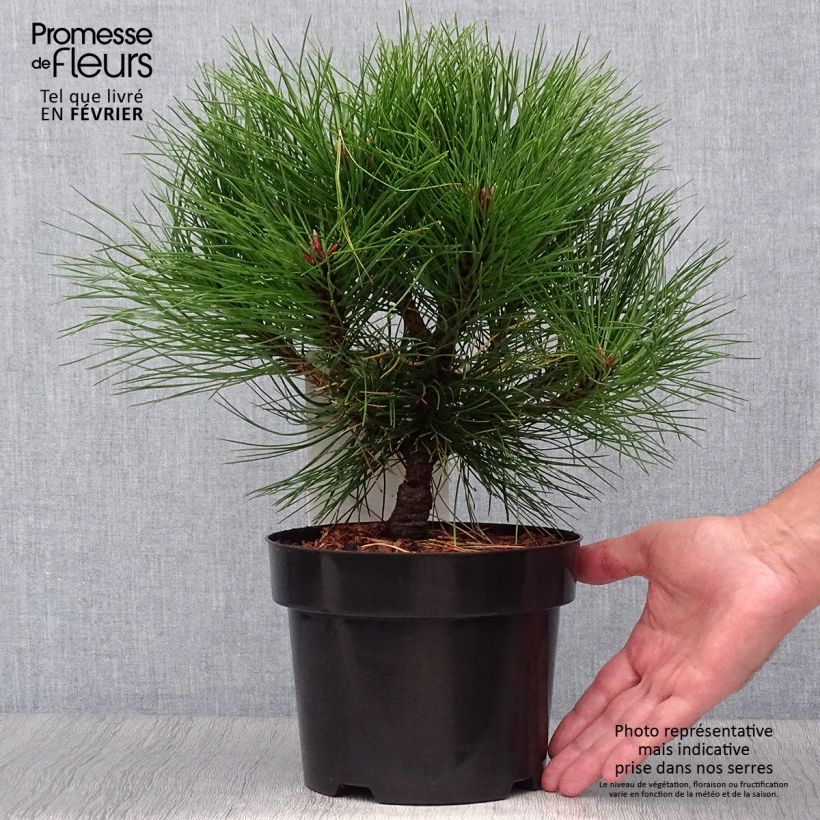 Amostra de Pinus nigra Marie Brégeon Vaso de 2 L/3 L tal como entregue no outono