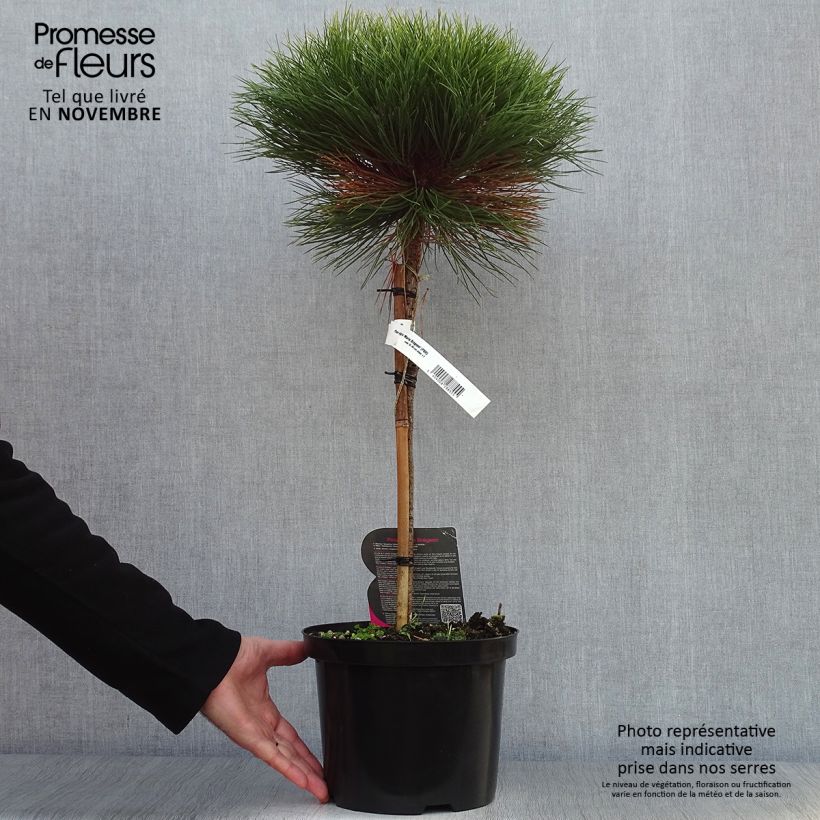 Amostra de Pinus nigra Marie Brégeon Vaso de 4 L/5 L, Haste tal como entregue no outono