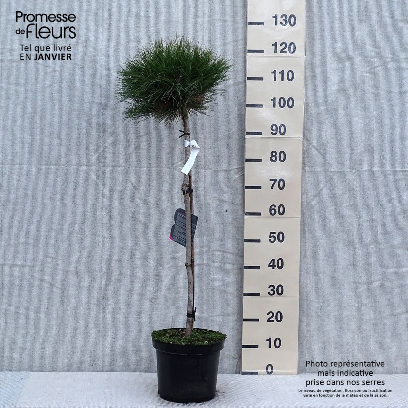 Amostra de Pin noir - Pinus nigra Marie Brégeon Vaso de 7,5 L/10 L tal como entregue no inverno